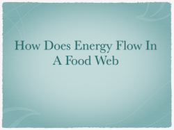 How Does Energy Flow in a Food Web copy