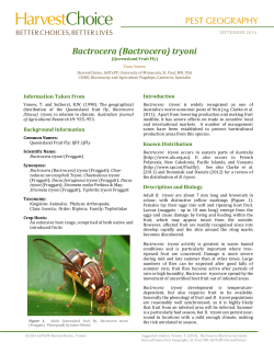(Bactrocera) tryoni