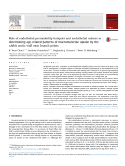 Role of endothelial permeability hotspots and endothelial mitosis in