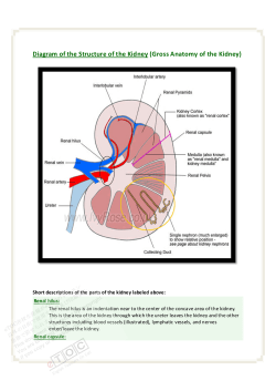 Diagram of the Structure of the Kidney (Gross Anatomy of the Kidney)