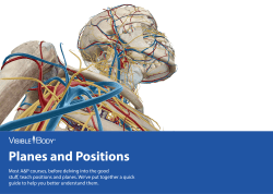 Anatomical Positions and Planes