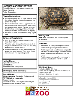 northern spider tortoise