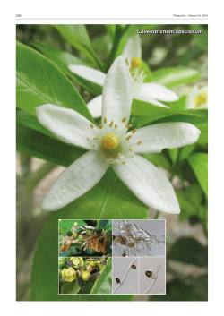 Colletotrichum abscissum