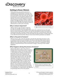 Getting to Know: Meiosis