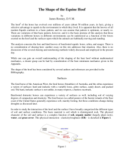 The Shape of the Equine Hoof