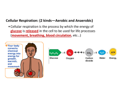 Cellular Respiration: (2 kinds&mdash;Aerobic and Anaerobic)