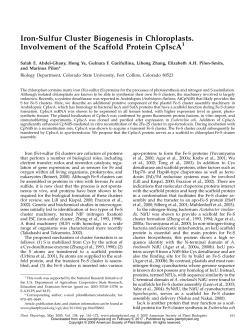 Iron-Sulfur Cluster Biogenesis in Chloroplasts. Involvement of the