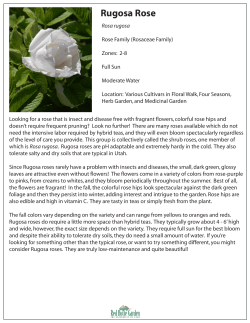 Rugosa Rose - Red Butte Garden