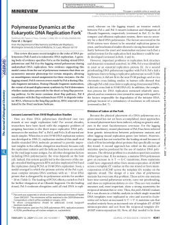 Polymerase Dynamics at the Eukaryotic DNA Replication Fork*