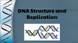 DNA Structure and Replication