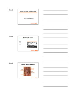 FEMALE GENITAL ANATOMY Female Genital Anatomy