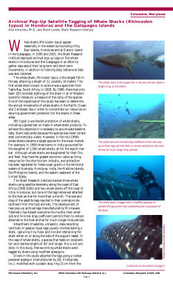 Archival Pop-Up Satellite Tagging of Whale Sharks (Rhincodon