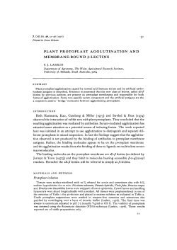 PLANT PROTOPLAST AGGLUTINATION AND MEMBRANE