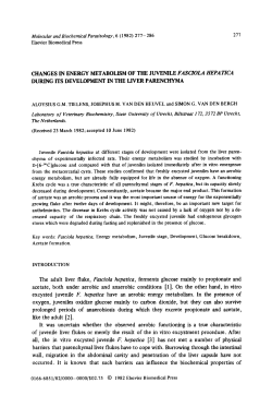 during its development in the liver parenchyma