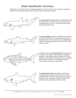 Shark Matching Activity - Ask a Biologist