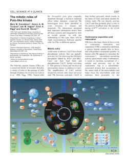 The mitotic roles of Polo-like kinase