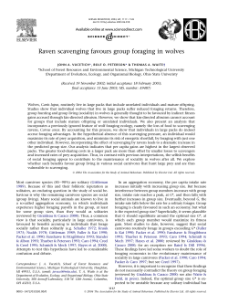Raven scavenging favours group foraging in wolves