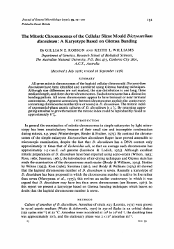 The Mitotic Chromosomes of the Cellular Slime