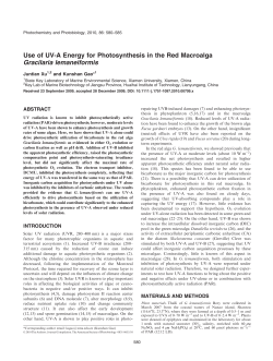 Use of UVA Energy for Photosynthesis in the Red Macroalga