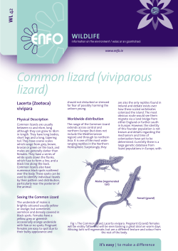 Common lizard - Notice Nature