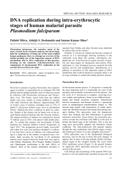 DNA replication during intra-erythrocytic stages of