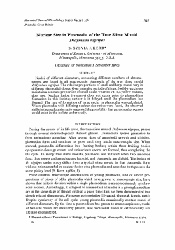 Nuclear Size in Plasmodia of the True Slime Mould