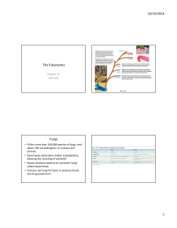 The Eukaryotes Fungi - Napa Valley College
