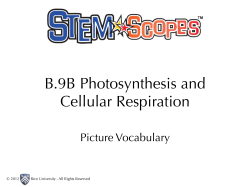 B.9B Photosynthesis and Cellular Respiration
