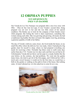 12 orphan puppies - Fila Brasileiro Los Tres Naranjos