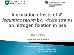 Inoculation effects on nitrogen fixation in pea