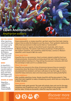 Clown Anemonefish