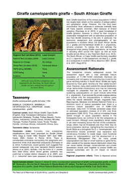 Giraffa camelopardalis giraffa &ndash; South African Giraffe