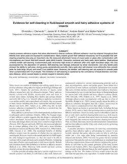 Evidence for self-cleaning in fluid-based smooth and hairy adhesive