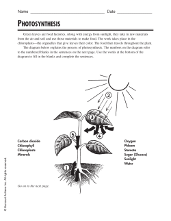 PHOTOSYNTHESIS