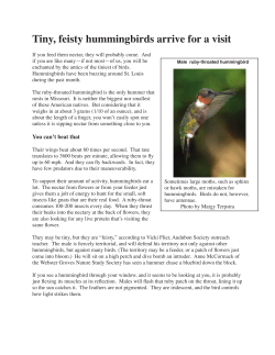 Tiny, feisty hummingbirds arrive for a visit
