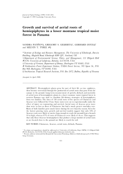 Growth and survival of aerial roots of hemiepiphytes