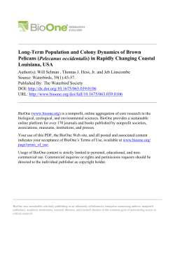 Long-Term Population and Colony Dynamics of Brown Pelicans