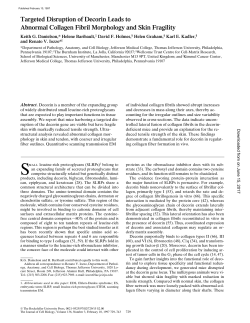 Targeted Disruption of Decorin Leads to Abnormal Collagen Fibril