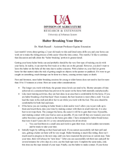 Halter Breaking Your Horse