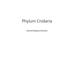 Phylum Cnidaria Overview