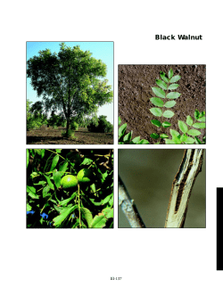 Black Walnut