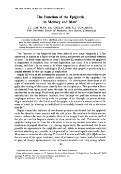 The Function of the Epiglottis in Monkey and Man
