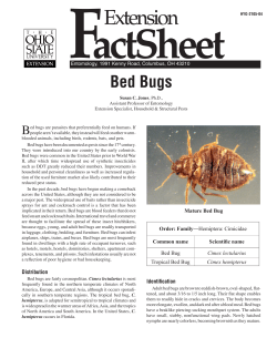 Bed Bugs