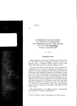 HYPERPARASITISM OF STORKS BY HYPOPI OF HYPODERIDAE