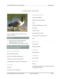CanadaGeese Final Sharp