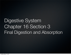 Final Digestion and Absorption