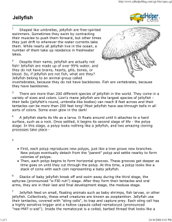 Jellyfish