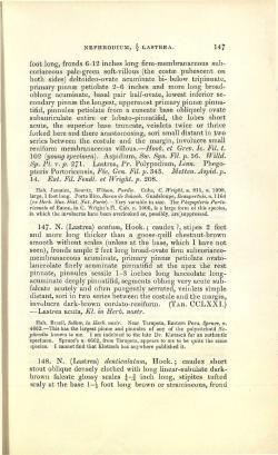 147 foot long, fronds 6-12 inches long firm