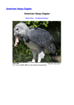 American Harpy Eagles American Harpy Eagles