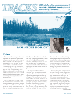 RARE SPECIES SPOTLIGHT Fisher - Conserve Wildlife Foundation